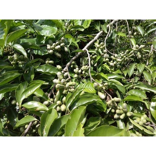 Cây giống dổi ăn hạt ( cây ghép cho quả sớm )