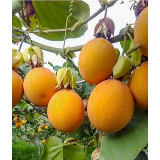 Hạt Giống Chanh Leo Vàng Ngọt F1 Xuất Sứ Colombia Giống Cao Sản