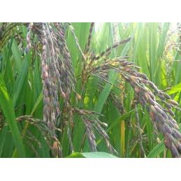 Gạo lứt đen Điện Biên, gạo rất dẻo, mềm cơm, rất thơm.