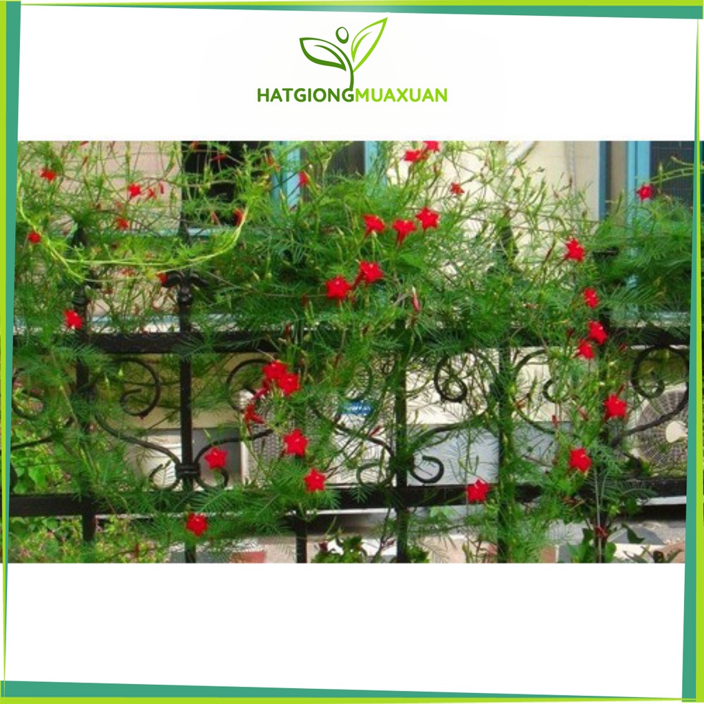 Bán buôn -30% COMBO 05 LOẠI HOA LEO GIÀN SIÊU ĐẸP bao đẹp
