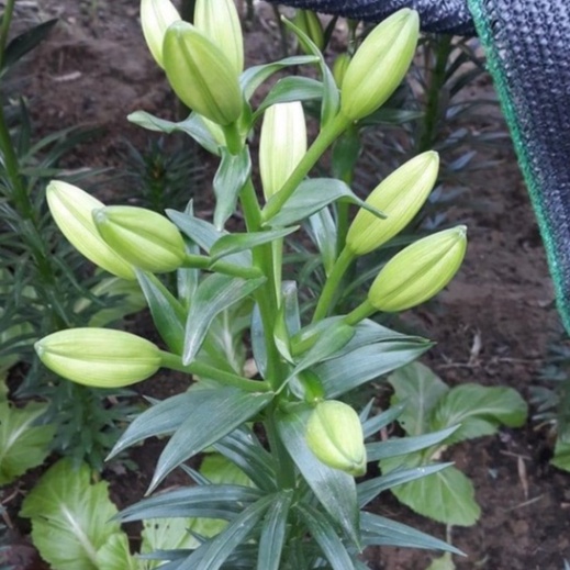 Củ ly cao Hà Lan thơm siêu hoa mix đủ màu