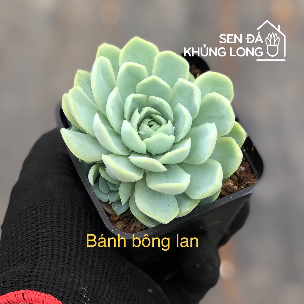 Sen đá Bánh Bông Lan - echeveria elegans
