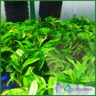 Cây thủy sinh ráy lưỡi hổ cẩm thạch
