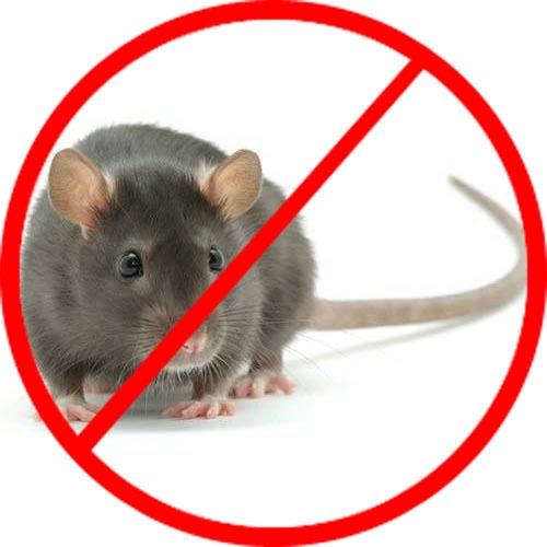 Combo 5 gói diệt chuột hiCate trừ mọi loại chuột nhà, đồng hiệu quả gói 10g
