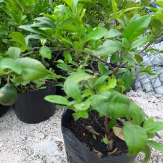 Cây Chanh ( lớn ) ( đã bật hỏa tốc )