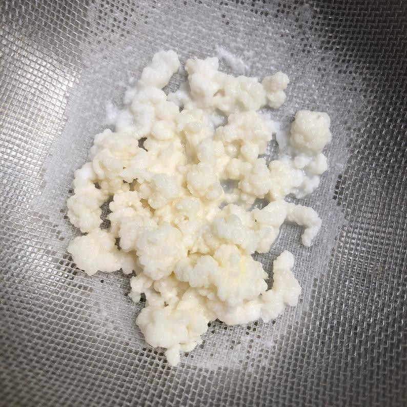 Nấm lên men sữa chua kefir