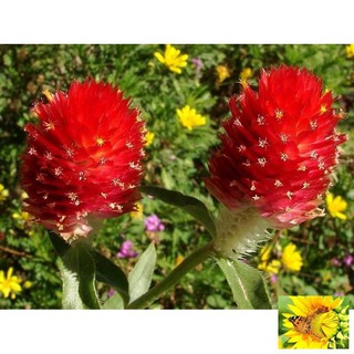 50 H - HẠT GIỐNG CÚC NÚT ÁO ĐỎ