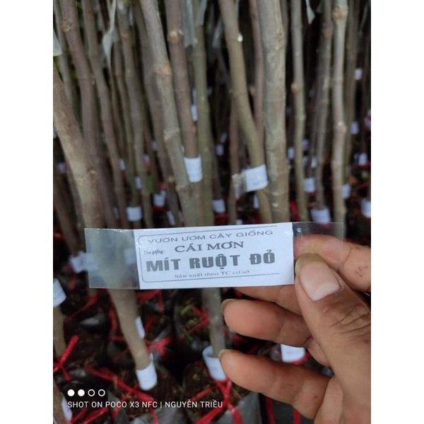 Cây Giống Mít Ruột Đỏ Sơ Đỏ Malaysia
