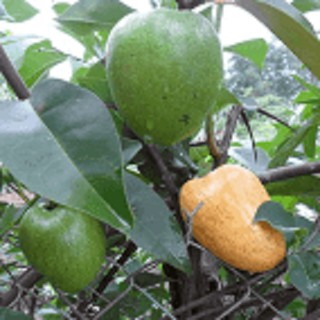 Trái bình bát xanh (1kg) - ship hàng nhanh toàn quốc 24/24