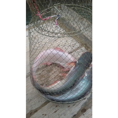 CÁM CÂU CÁ TỔNG HỢP 500G SIÊU NHẠY