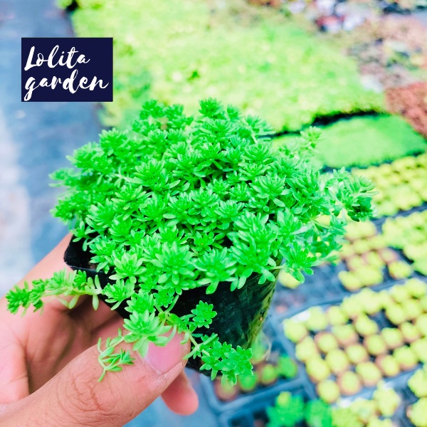 SEN ĐÁ SEDUM XANH SIZE BÉ, HÀNG ĐÀ LẠT, SIÊU XINH SIÊU KHỎE, LỖI 1 ĐỔI 1