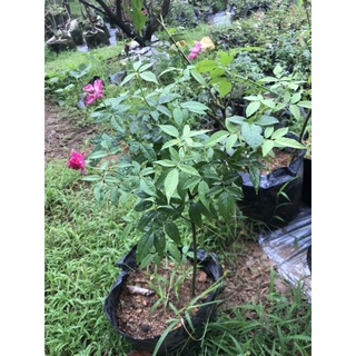 Quế Hồng dáng tree cao 60cm