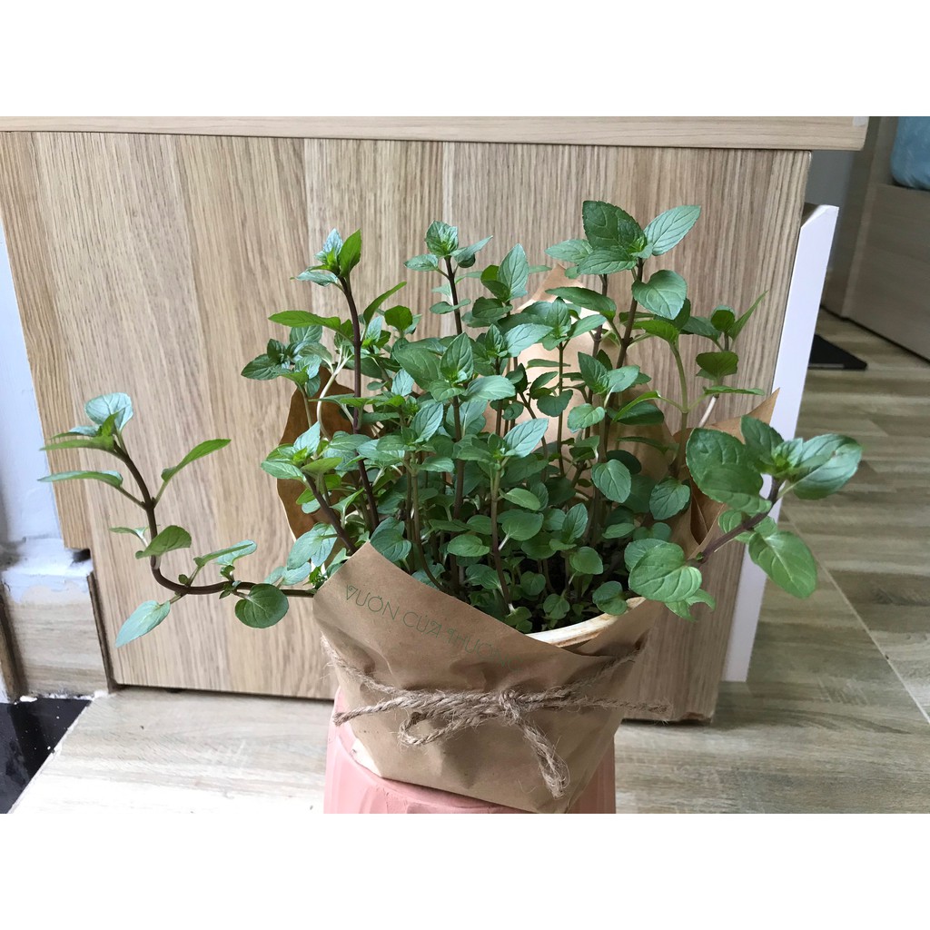 Cây Bạc Hà Âu - Chocomint