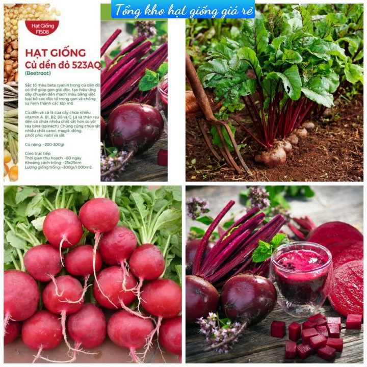 (Gói 100 hạt)Hạt giống củ dền ( củ cải đường )dễ trồng kháng bệnh tốt năng suất cao-Tổng kho hạt giống giá rẻ