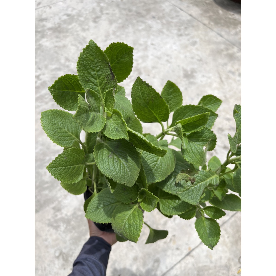 Cây rau Tần Dày Lá  ưa nắng, dễ chăm sóc