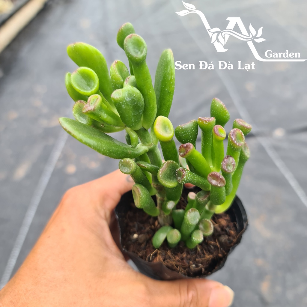 Sen Đá ỐNG ĐIẾU size bầu 5-8cm VA Gaden - lỗi 1 đổi 1