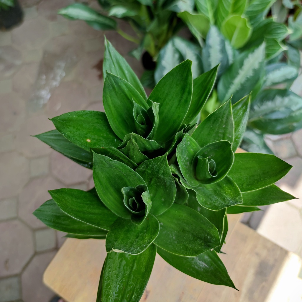 Cây phát lộc thủy sinh 3 gốc , cây phong thủy để bàn phát tài phát lộc, để bàn thờ30 - 35 cm 100% CÓ RẼ