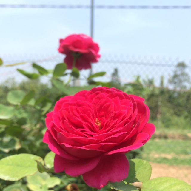 Hoa hồng nhật Pas de deux
