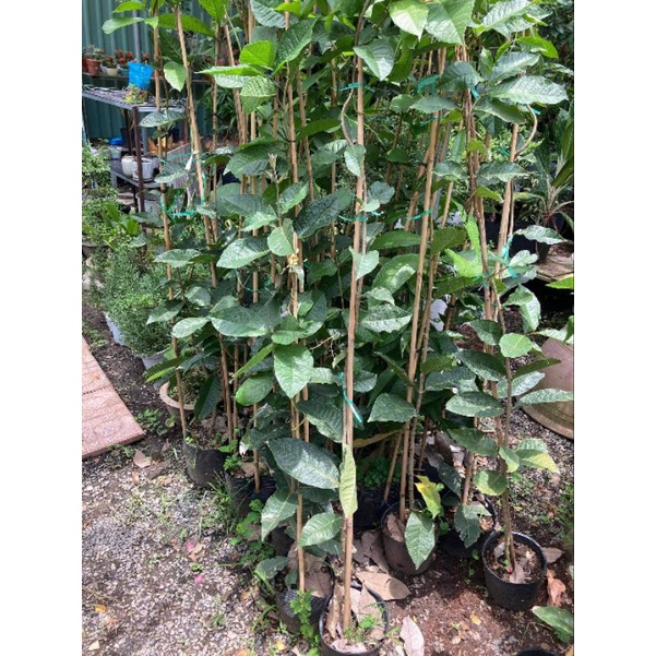 Mai Xanh Thái cây cao 1,8m đến 2 mét