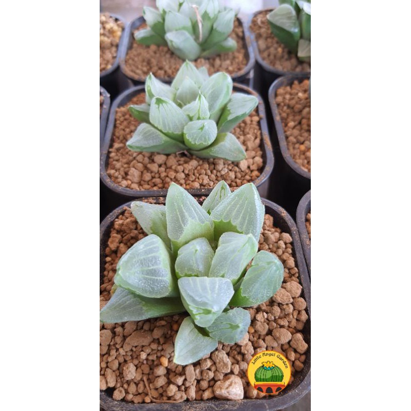 Sen đá Haworthia Ice City - dễ chăm giá rẻ