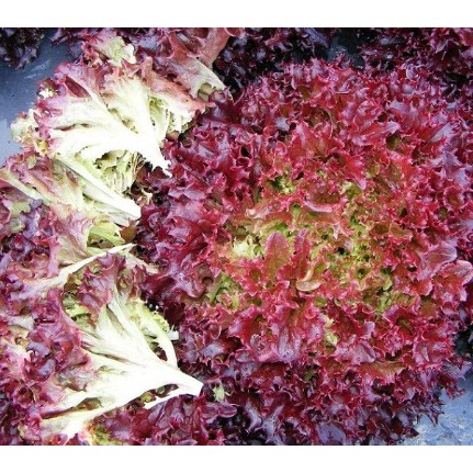 0.2Gram Hạt giống xà lách xoăn tím tặng kích mầm