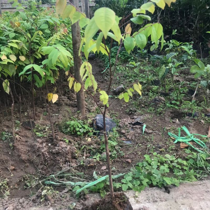 CÂY GIỐNG KHẾ NGỌT SIÊU TRÁI