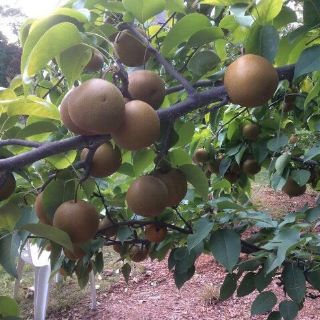CÂY LÊ NÂU HÀN QUỐC(MẮC CỌP)