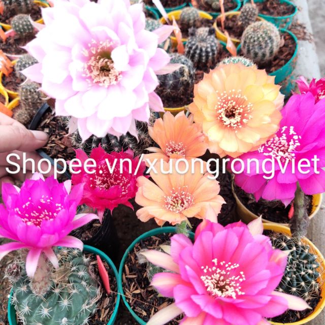 Xương rồng Lobivia Chọn Màu Hoa theo hình
