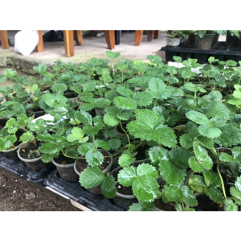 5 cây Mô ly dâu tây 1-1,5 tháng có 9-10 giống dâu, inb shop để biết chi tiết tên giống