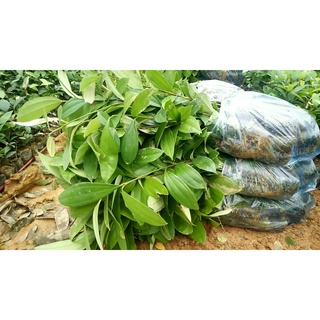 Combo 3 cây Quế thơm lừng - Tặng cây chè xanh