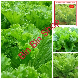 HẠT GIỐNG CẢI BẸ MÀO GÀ