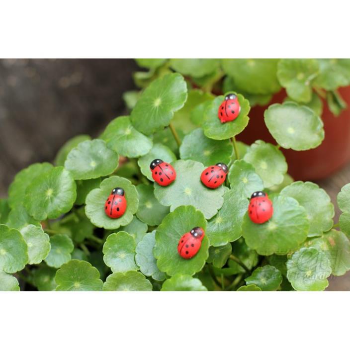 ❤❤Bọ Rùa Gỗ Dễ Thương❤❤ Phụ Kiện Trang Trí Tiểu Cảnh Sen Đá, Terrarium, Decord Mô Hình