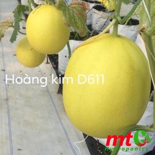 Hạt Giống Dưa Hoàng Kim F1 - D611