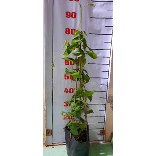 Cây giống hoa thiên lý...