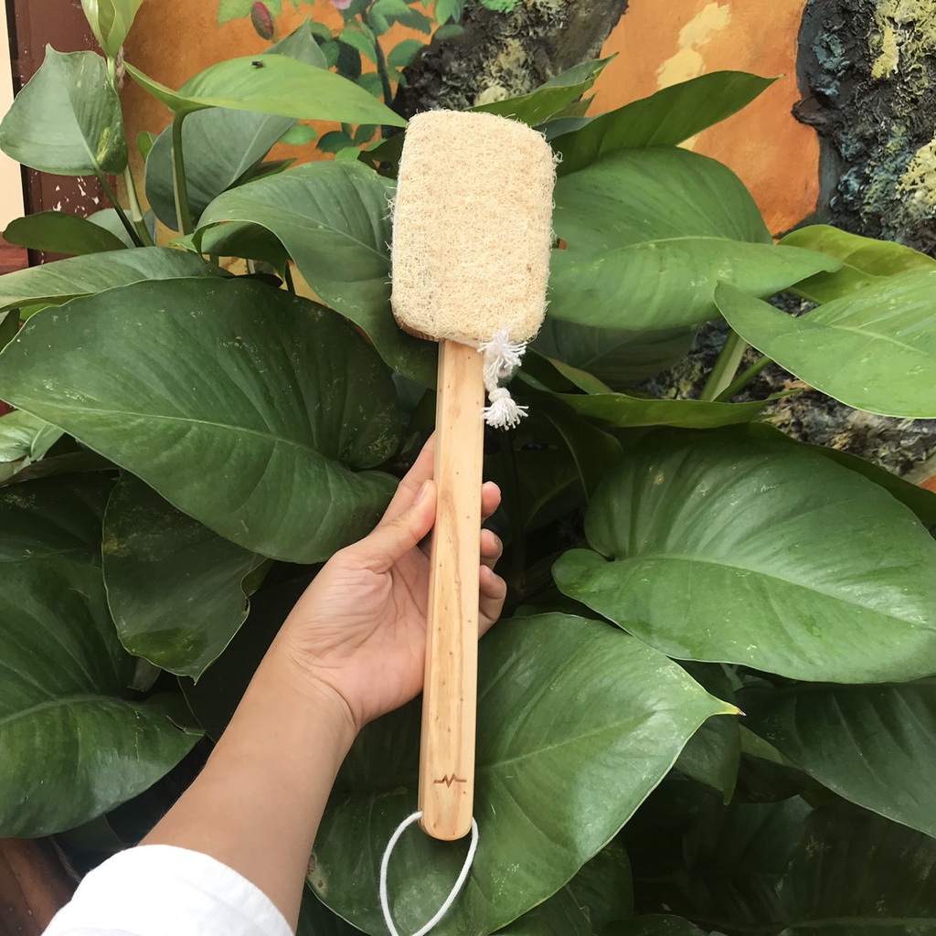 CÂY CHÀ LƯNG XƠ MƯỚP / BÔNG TẮM XƠ MƯỚP- LOOFAH