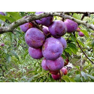 Cây Mận Tím Hà Nội