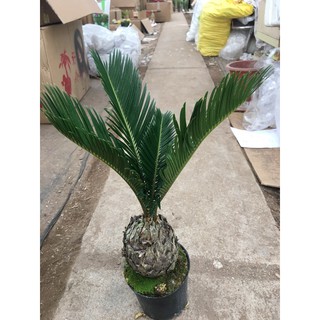 Cây Vạn Tuế mini- Tiệm Cây Mầm Non