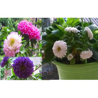 [GIÁ GỐC] Hạt giống hoa CÚC MAGIC - 50 hạt