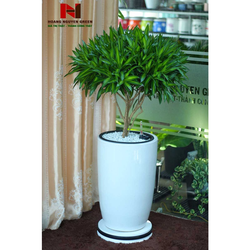 Cây trúc bách hợp - cây cảnh trong nhà