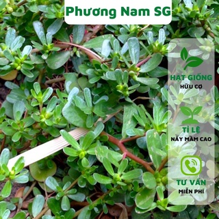 Hạt giống rau sam 1GR Phương Nam
