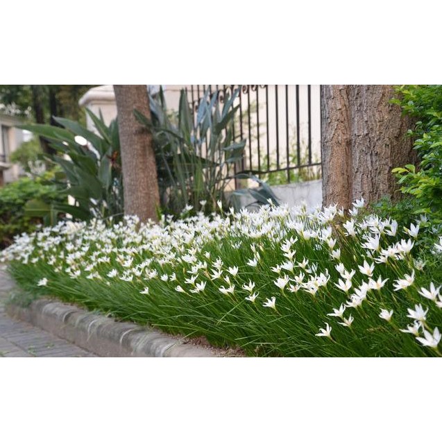 Combo 100 huệ mưa trắng, hồng