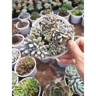 SEN ĐÁ GIỌT LỆ🌵SIZE10CM🌵SIZE TRUNG 🌵SEN ĐÀ LAT🌵THUẤN SỨ NÓNG🌵FREESHIP🌵1 ĐỔI 1