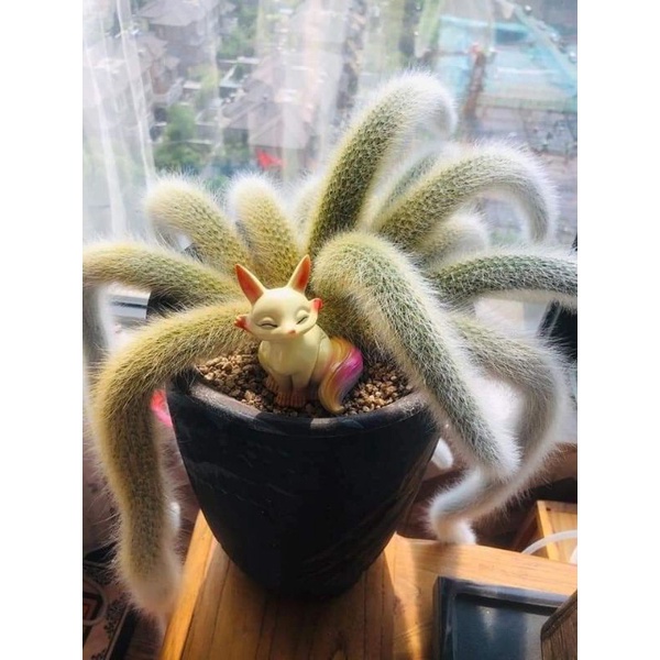 Chậu cứng Xương rồng đuôi hồ ly