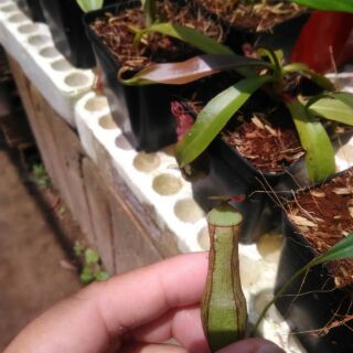 nắp ấm mini siêu dễ thương