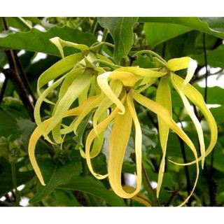 Bầu cây giống hoa dẻ thơm