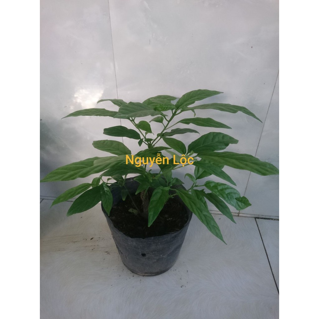 Cây hoa dạ ngọc minh châu (sắp có hoa tết)