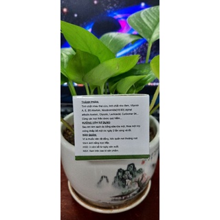kem thảo dược LT