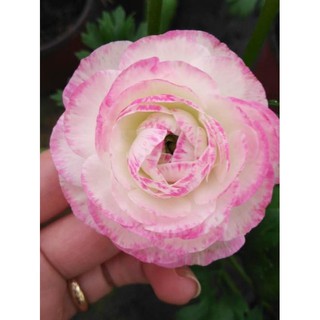 Củ hoa hồng mao lương màu hồng _tặng kèm viên nén ươm củ