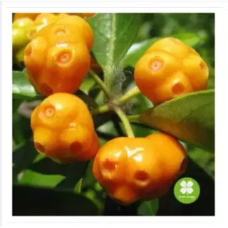 Cây mặt quỷ Cao Bằng (gói 1kg) - NDX039