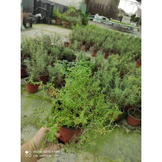 [Ship hoả tốc] cây gia vị Xạ hương (Thyme)